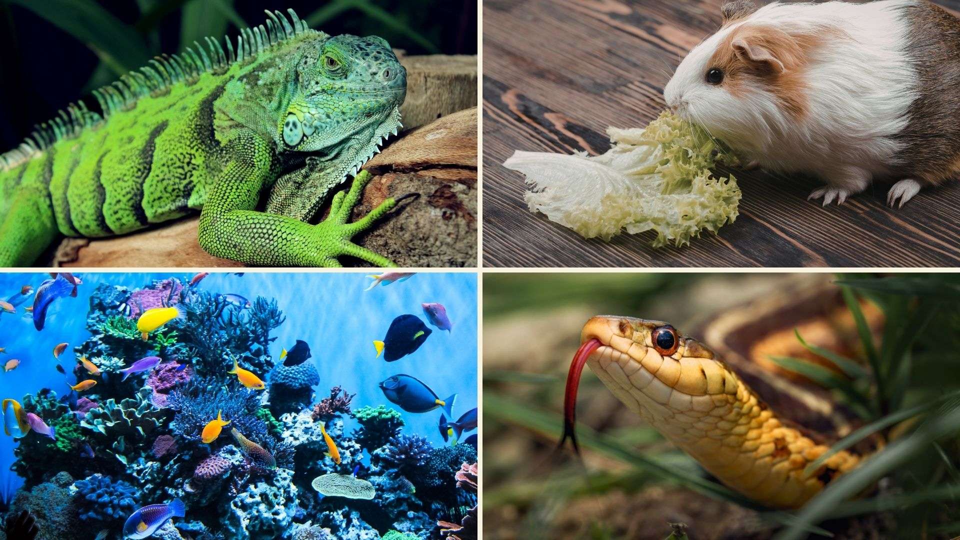animali esotici