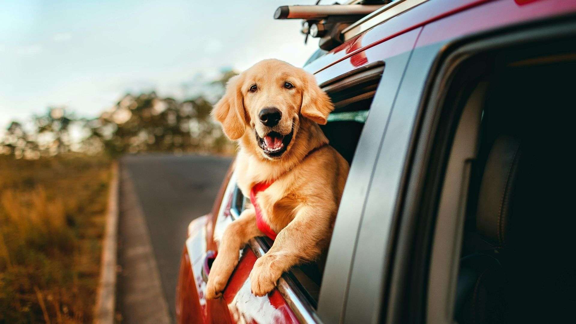 cane in viaggio