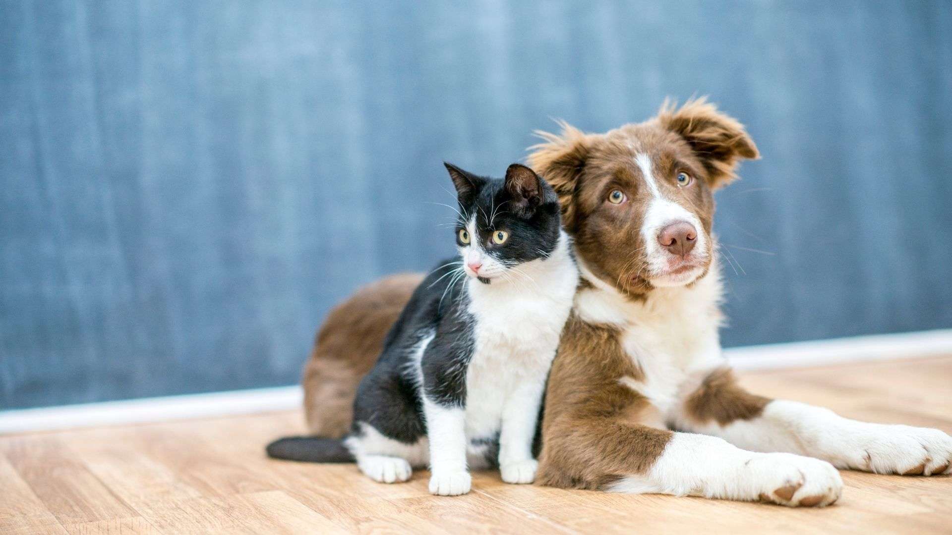 trasferirsi in Italia con animali domestici 2026