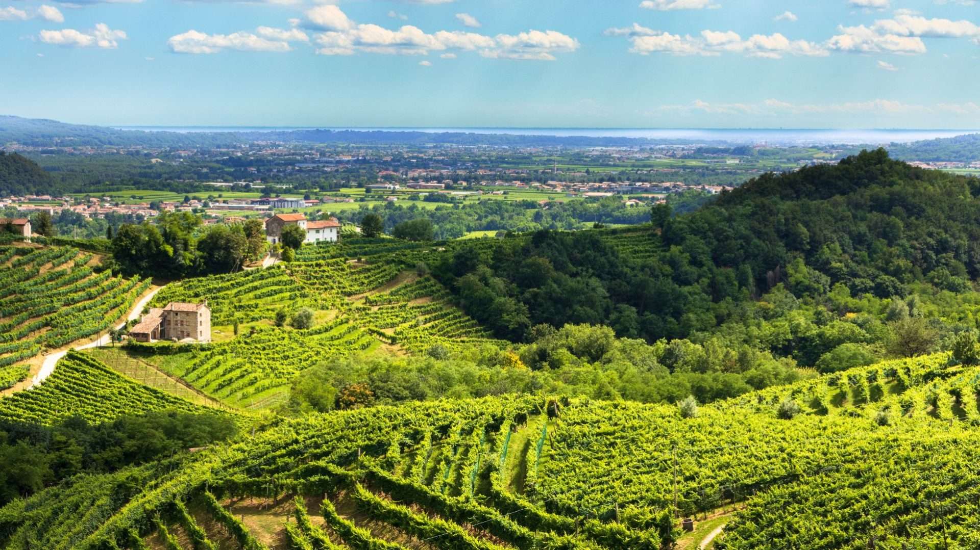 Hügel von Valdobbiadene im Prosecco-Gebiet
